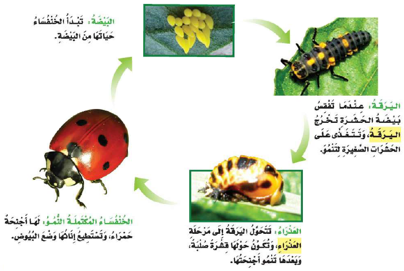 دورة حياة الخنفساء